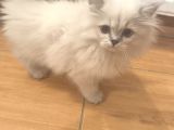 5 Adet British Longhair