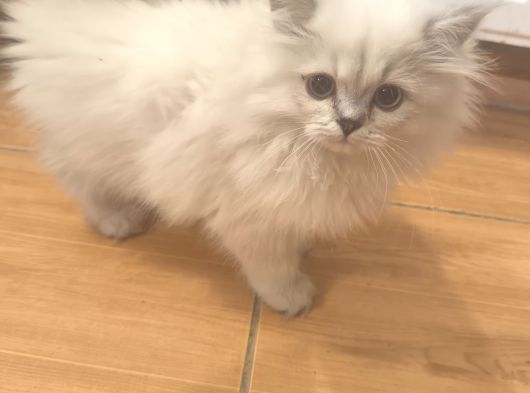 5 Adet British Longhair görsel