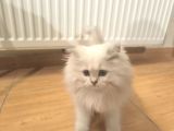 5 adet british longhair