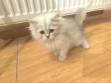 5 Adet British Longhair