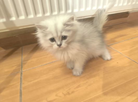 5 Adet British Longhair görsel