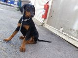 Doberman Yavrusu Safkan