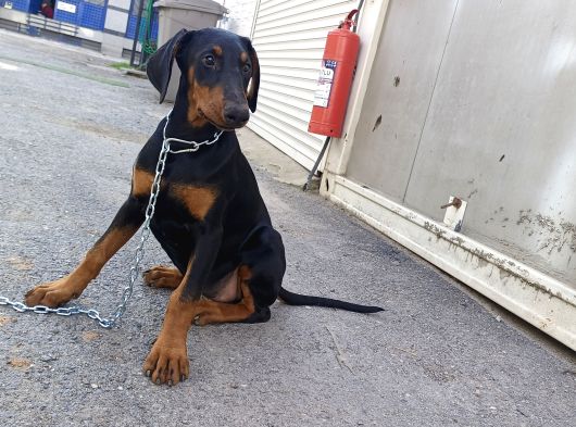 Doberman Yavrusu Safkan görsel