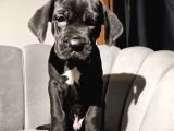 Üst Kalite Siyah Cane Corso Yavrular