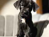 Üst Kalite Siyah Cane Corso Yavrular