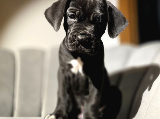 Üst Kalite Siyah Cane Corso Yavrular görsel
