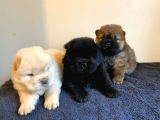 Safkan Pofuduk Chow Chow Çin Aslanı Yavrular