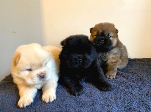 Safkan Pofuduk Chow Chow Çin Aslanı Yavrular