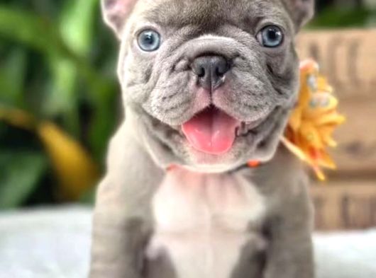 Blue Ve Lilac French Buldog Bebekler görsel