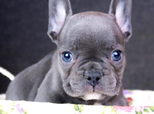 Blue Ve Lilac French Buldog Bebekler
