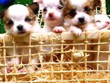Chihuahua melezi bebekler mama karşılığı