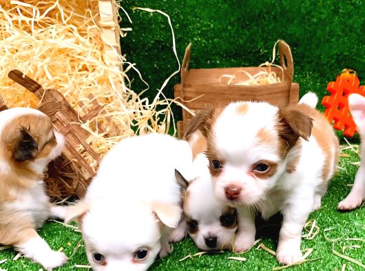 Chihuahua Melezi Bebekler Mama Karşılığı görsel
