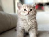 A KALİTE TEDDY BEAR TABBY YAVRULAR