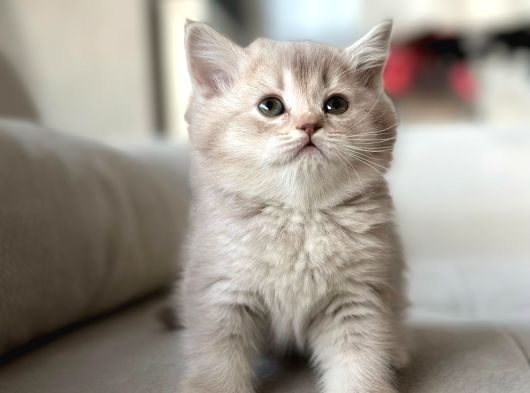 A Kali̇te Teddy Bear Tabby Yavrular