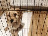 Maltipoo Kızımız Yeni Yuvasını Arıyor