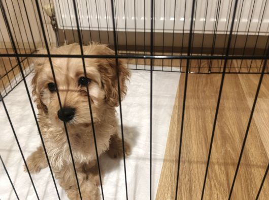 Maltipoo Kızımız Yeni Yuvasını Arıyor görsel