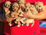 Teacup Boy Apricot Toypoodle Kg Garanti̇li̇