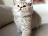 A Kali̇te Teddy Bear Tabby Yavrular