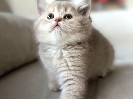 A Kali̇te Teddy Bear Tabby Yavrular görsel