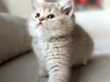 A Kali̇te Teddy Bear Tabby Yavrular