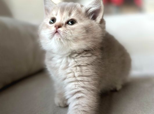 A Kali̇te Teddy Bear Tabby Yavrular görsel