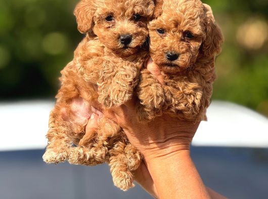 Teacup Boy Apricot Toypoodle Kg Garanti̇li̇