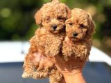 Teacup Boy Apricot Toypoodle Kg Garanti̇li̇