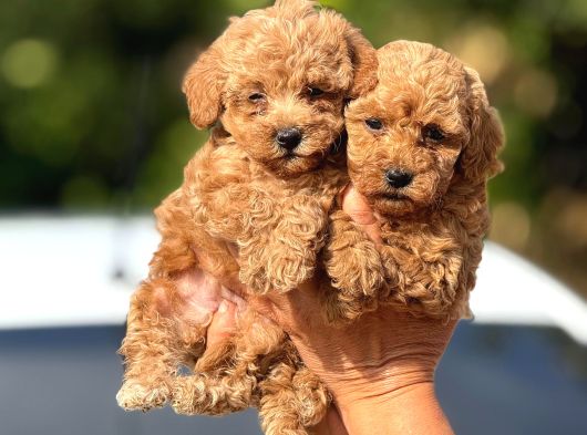 Teacup Boy Apricot Toypoodle Kg Garanti̇li̇ görsel