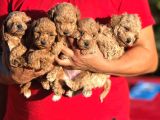 Teacup Boy Apricot Toypoodle Kg Garanti̇li̇