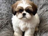 Üst Kali̇te Shih Tzu Şi̇tsu Bebekler