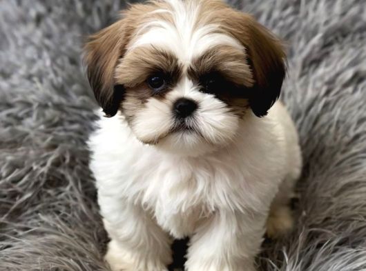 Üst Kali̇te Shih Tzu Şi̇tsu Bebekler görsel