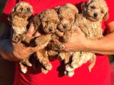 TEACUP BOY APRICOT TOYPOODLE KG GARANTİLİ