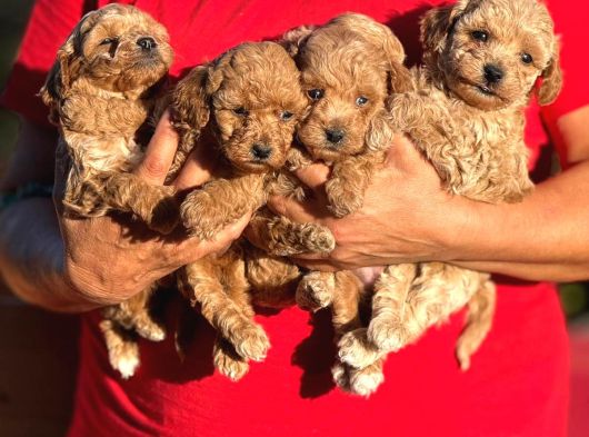 Teacup Boy Apricot Toypoodle Kg Garanti̇li̇