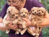 TEACUP BOY APRICOT TOYPOODLE KG GARANTİLİ
