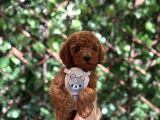 Toy Poodle Yavrular