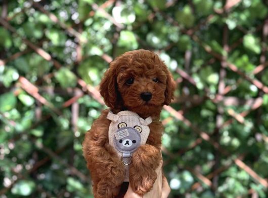 Toy Poodle Yavrular