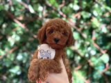 Toy Poodle Yavrular