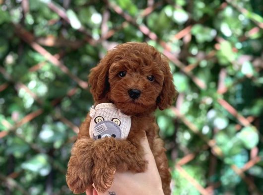 Toy Poodle Yavrular görsel
