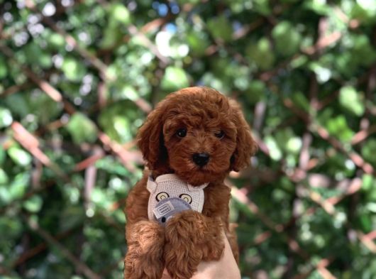 Toy Poodle Yavrular görsel