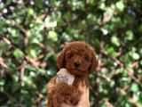 Toy Poodle Yavrular