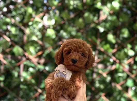 Toy Poodle Yavrular görsel