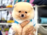 Sevimli Pomeranian Yavrular