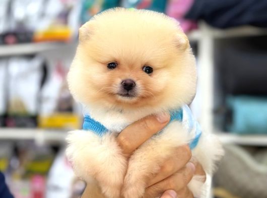 Sevimli Pomeranian Yavrular