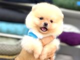 Sevimli Pomeranian Yavrular