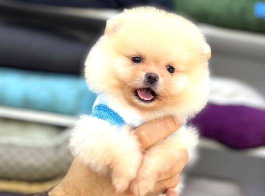 Sevimli Pomeranian Yavrular görsel