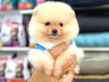 Sevimli Pomeranian Yavrular