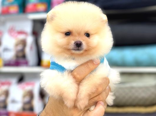 Sevimli Pomeranian Yavrular görsel