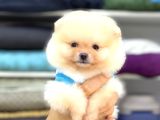 Sevimli Pomeranian Yavrular