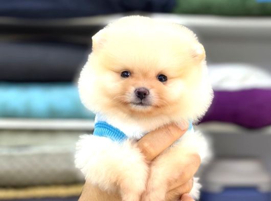 Sevimli Pomeranian Yavrular görsel
