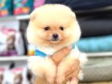Sevimli Pomeranian Yavrular